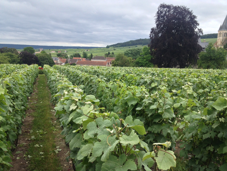 Clos Bergeronneau 