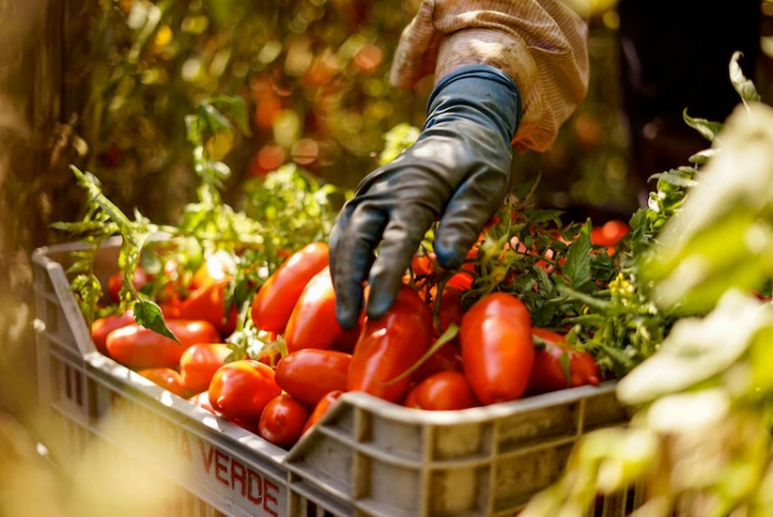 Cuisine italienne classée à l’UNESCO : la San Marzano rappelle ce que « vrai produit » veut dire